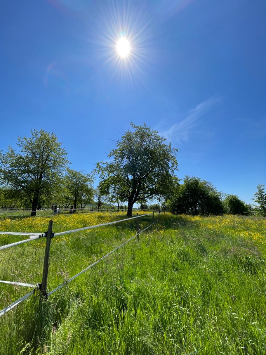 Koppeln - jeden Tag geht es für unsere Pferde raus