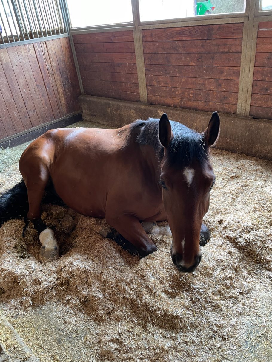 Unser Napsi beim Mittagsschlaf